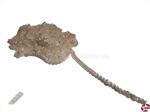 Panzerkette Messing, silber 1,3x1,8mm DRU-3316.18-02